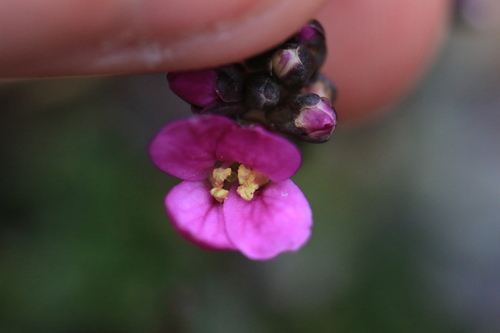 Image of Arabis aculeolata by no rights reserved