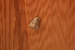 Apterogenum ypsillon