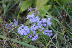 Conoclinium coelestinum