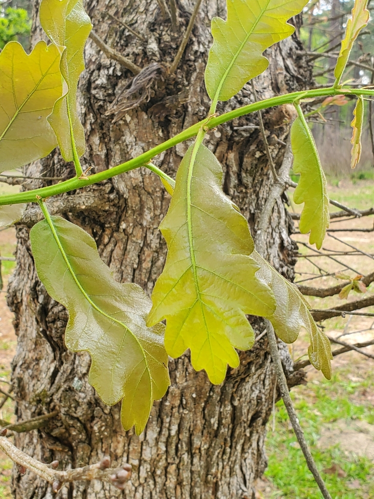 bastard oak from Milton, FL 32570, USA on April 2, 2023 at 1151 AM by