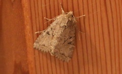 Apterogenum ypsillon