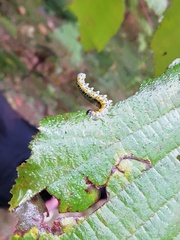 Euura melanocephalus