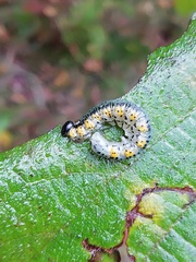 Euura melanocephalus