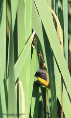 Geothlypis speciosa