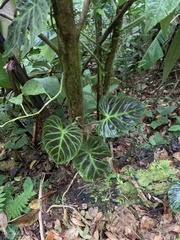 Philodendron verrucosum image