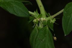 Anthospermum herbaceum image