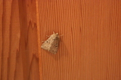 Apterogenum ypsillon