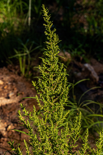 Dysphania ambrosioides image