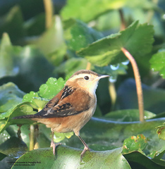 Marsh Wren photo 4