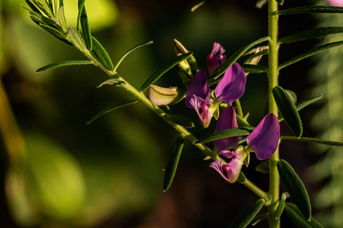 Polygala gazensis image