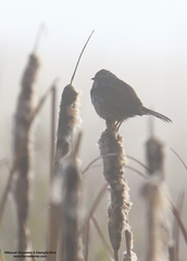 Melospiza melodia