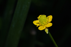 Ranunculus multifidus image