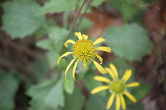 Tetragonotheca repanda