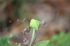 Tetragonotheca repanda