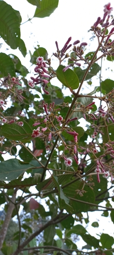 Image of Cinchona pubescens by no rights reserved