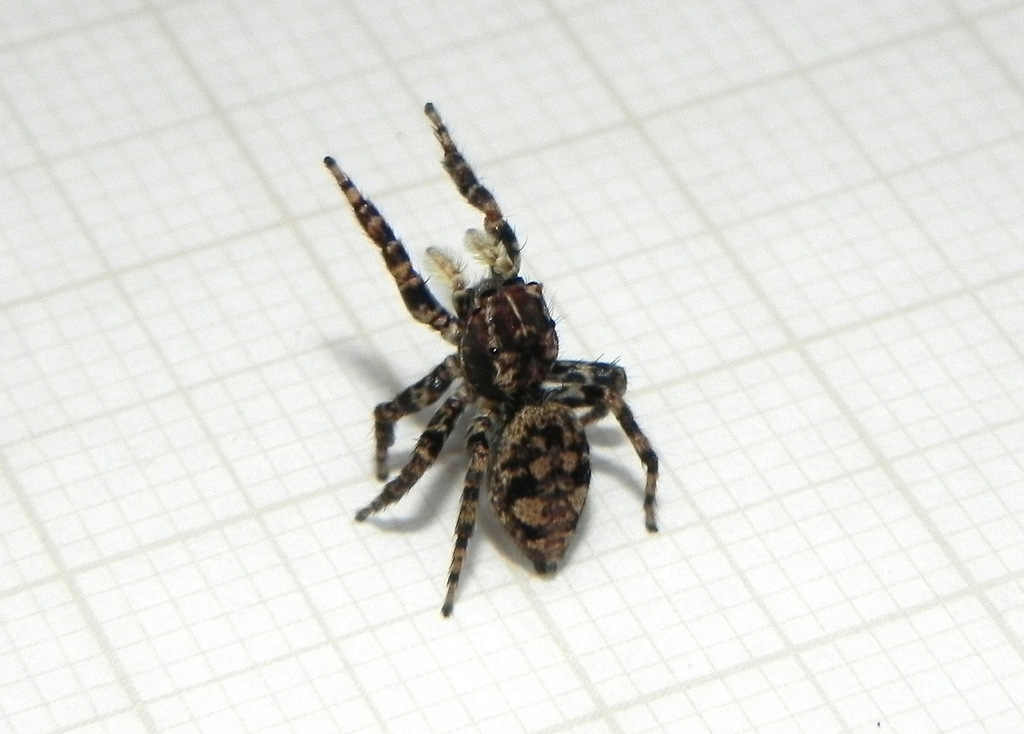 Sumampattus