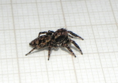 Sumampattus quinqueradiatus