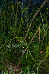 Ranunculus multifidus image