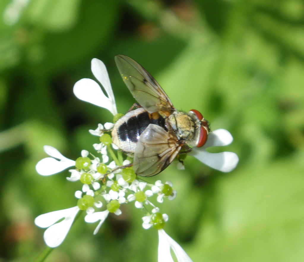Ectophasia leucoptera