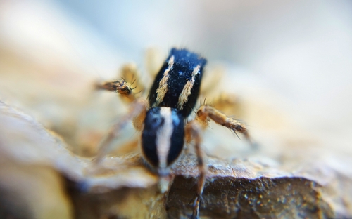 Aelurillus basseleti