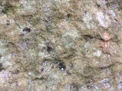 Bilimbia sabuletorum