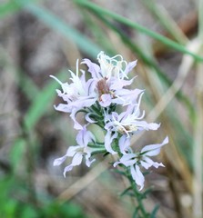 Liatris carrizana