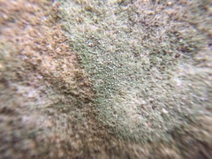 Bilimbia sabuletorum