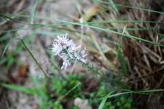 Liatris carrizana