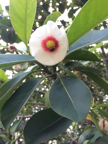 Clusia nemorosa (Clusia nemorosa)
