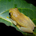 Madagascar Reed Frogs - Photo (c) Frank Vassen, some rights reserved (CC BY)