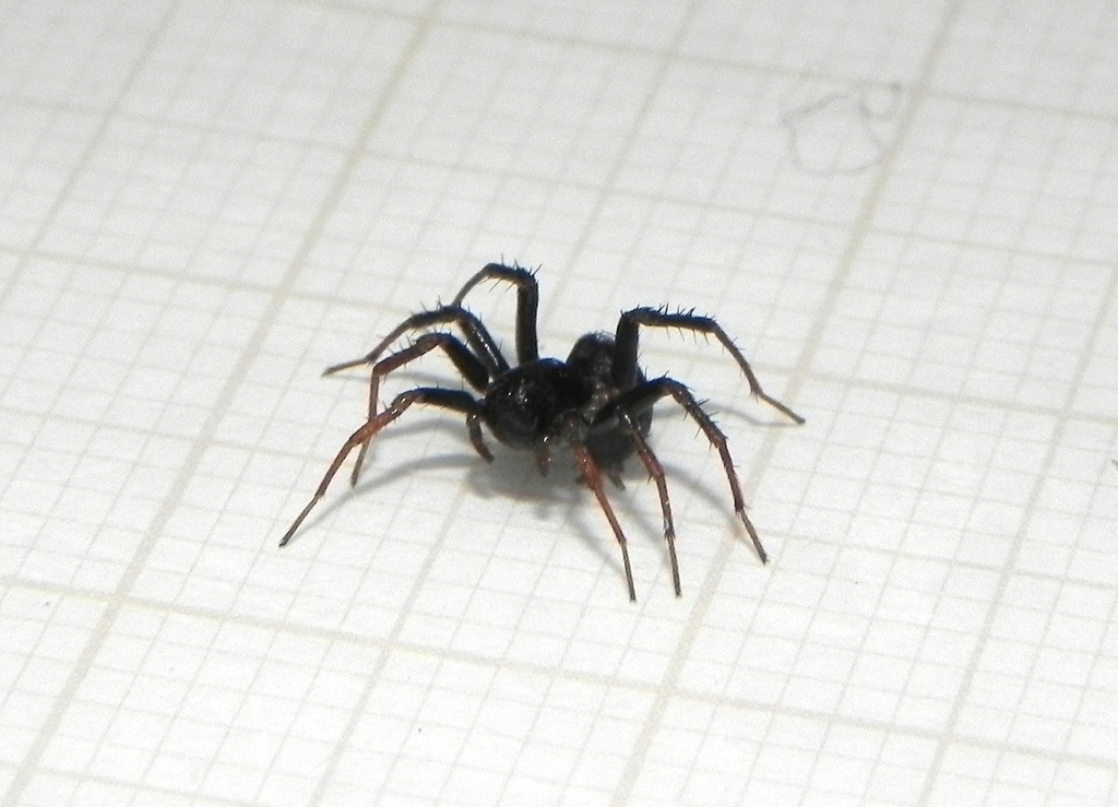Leprolochus levergere