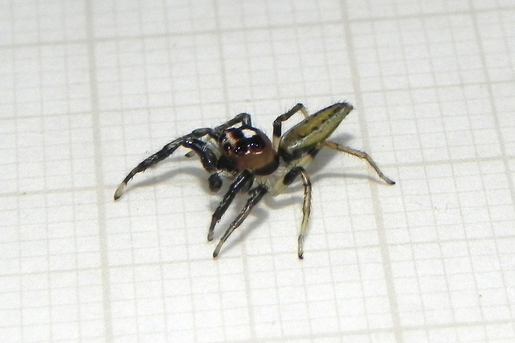 Colonus germaini