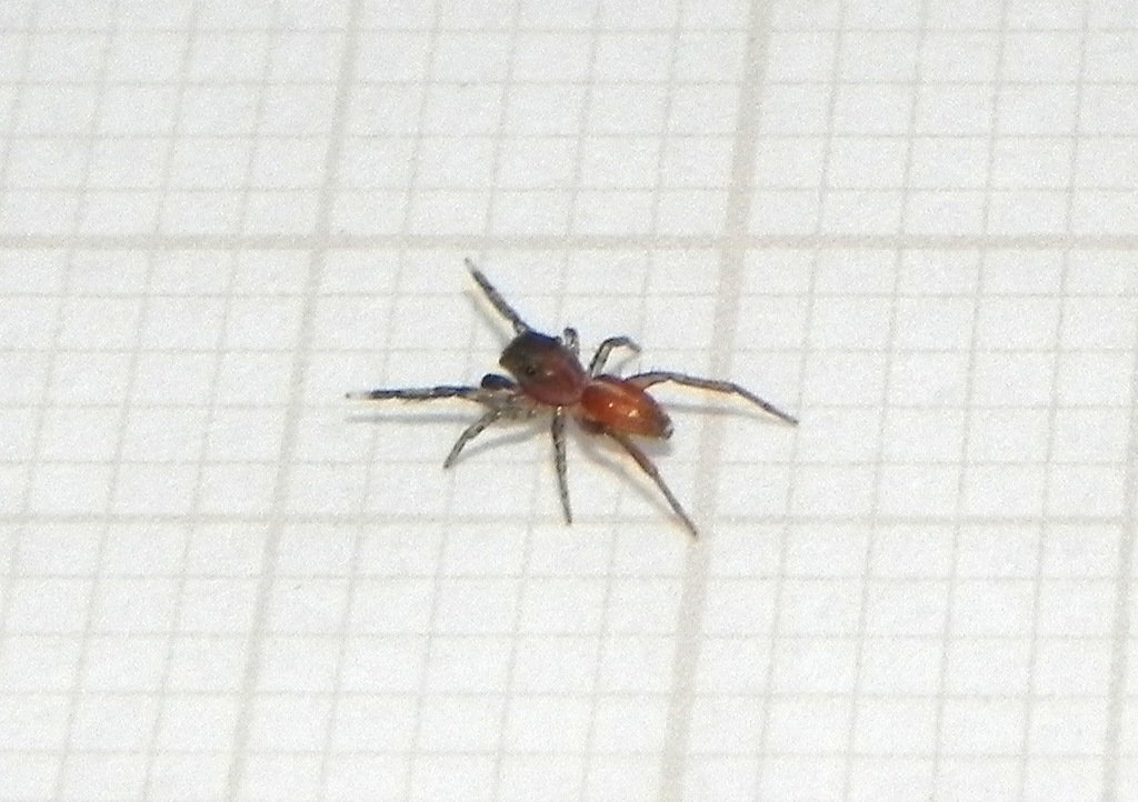 jumping spiders
