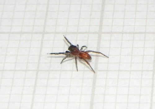 jumping spiders