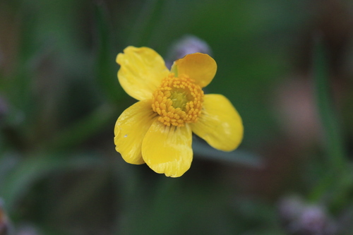 Image of Ranunculus austro by no rights reserved