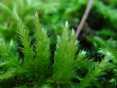 Sciuro-hypnum reflexum