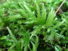 Sciuro-hypnum reflexum