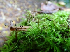 Sciuro-hypnum reflexum