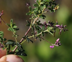 Indigofera filiformis