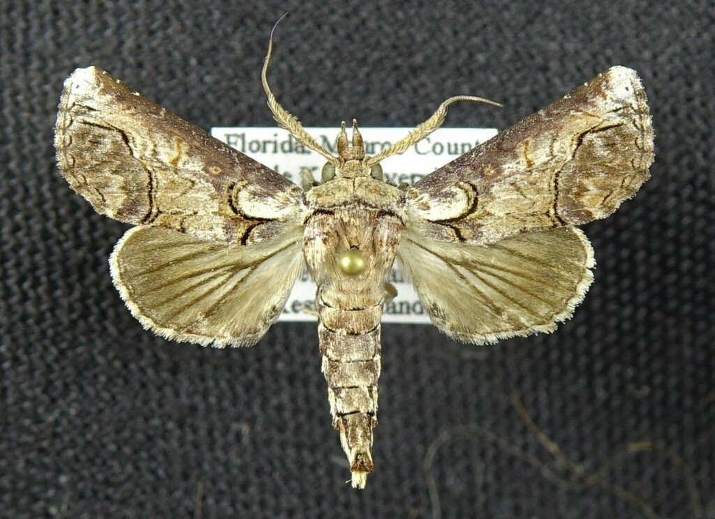 Paectes acutangula