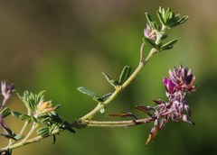 Indigofera filiformis