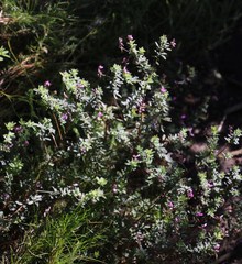 Indigofera filiformis