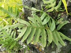 Phlebodium araneosum