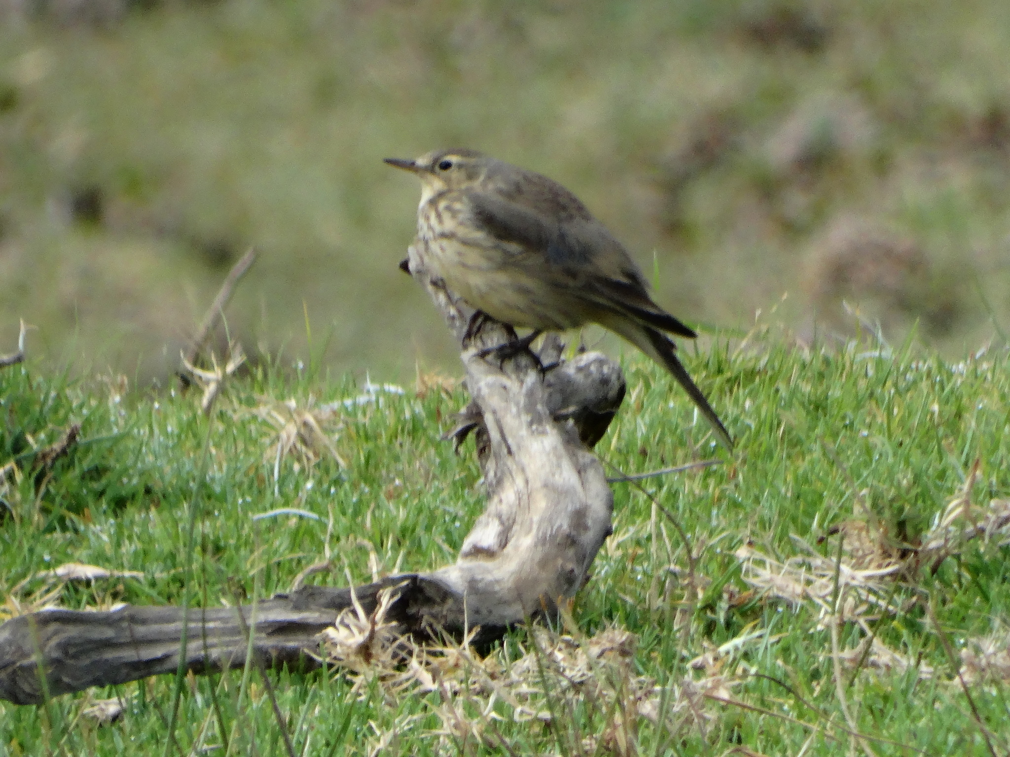 American Pipit