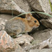 Chinese Red Pika - Photo (c) mike_hoit, some rights reserved (CC BY-NC)