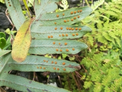 Phlebodium araneosum