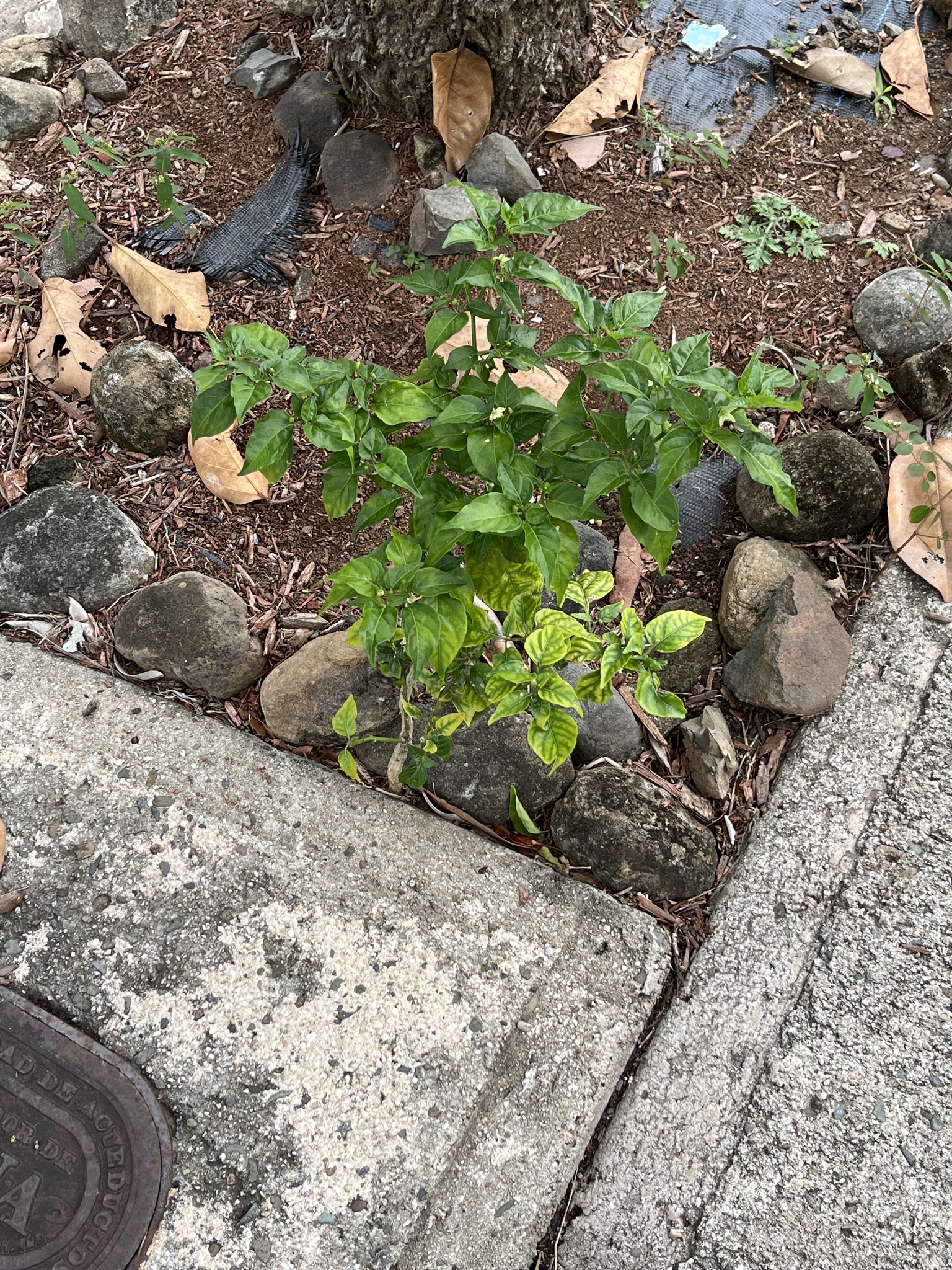 Imagem de Pimenta-de-cheiro