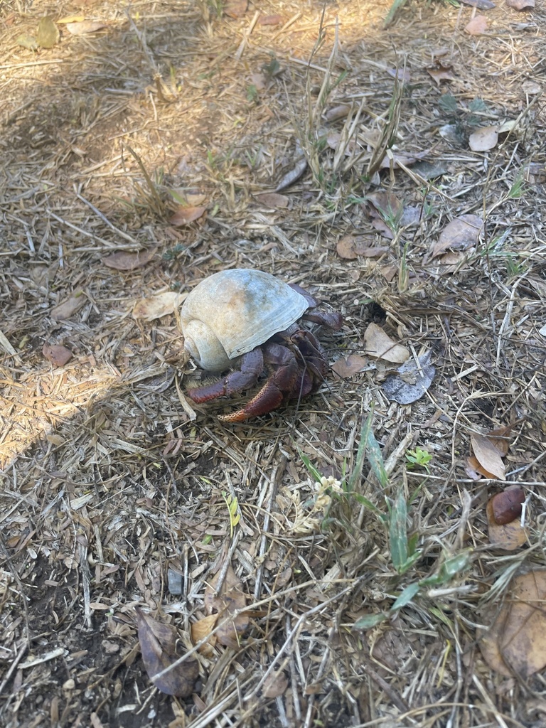 Caribbean Land Hermit Crab from Puerto Rico, Boquerón, Puerto Rico, US ...