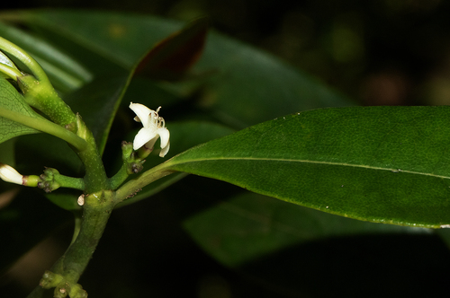 Craterispermum schweinfurthii image