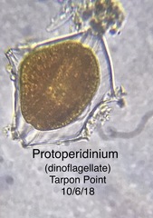 Protoperidinium